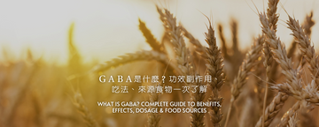 GABA 是什麼?2024 完整解析 GABA 功效、副作用、吃法、來源食物