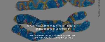 女性的大腦為什麼比較不容易「鬆動」？答案可能藏在那條沉默的 X