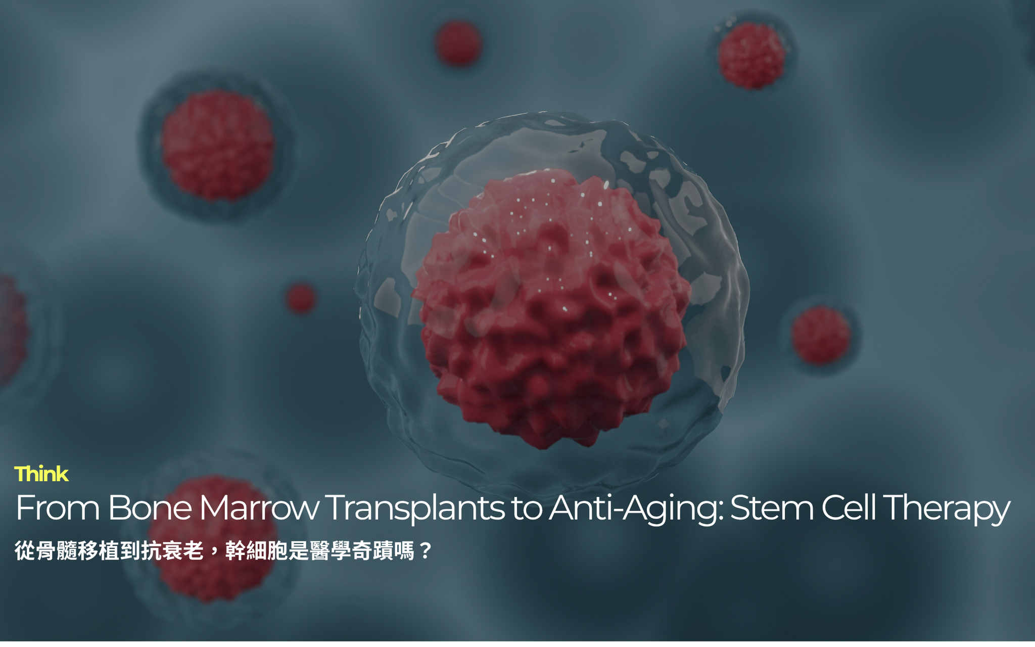 從骨髓移植到抗衰老，幹細胞是醫學奇蹟嗎｜From Bone Marrow Transplants to Anti-Aging: What is Stem Cell Therapy