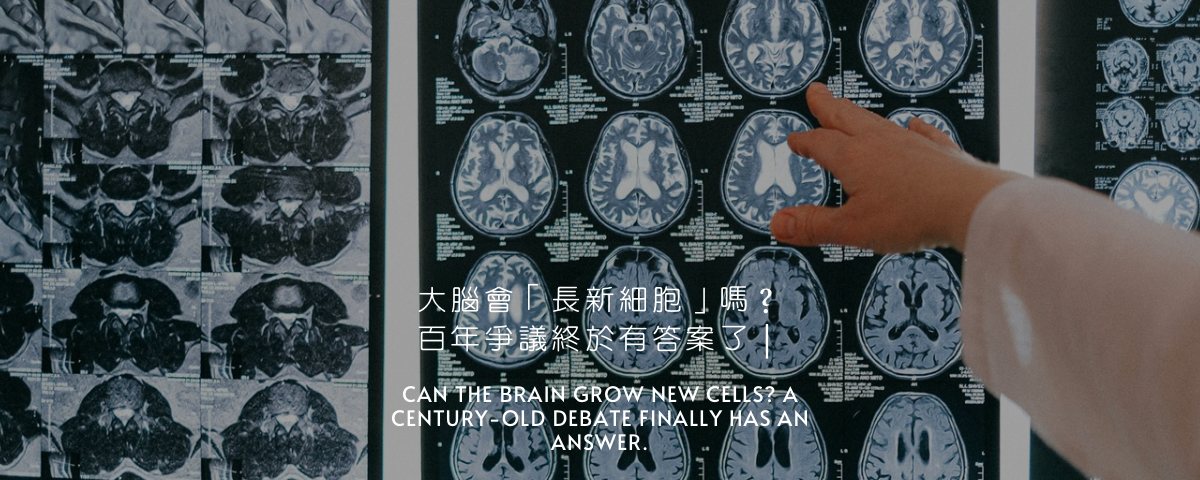大腦會「長新細胞」嗎？百年爭議終於有答案了
